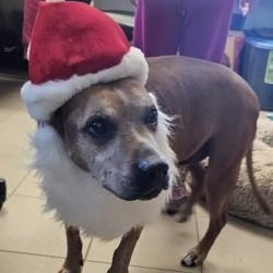 Enlarge Lane, a ADOPTABLE Pit Bull Terrier in Edgewood, NM image 1/2