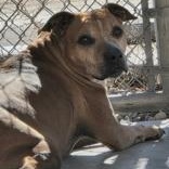 Enlarge Lane, a ADOPTABLE Pit Bull Terrier in Edgewood, NM image 2/2