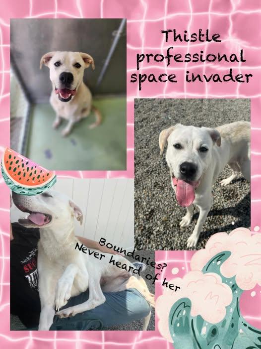Thistle, Adoptable, Adult Female Great Pyrenees & Labrador Retriever.