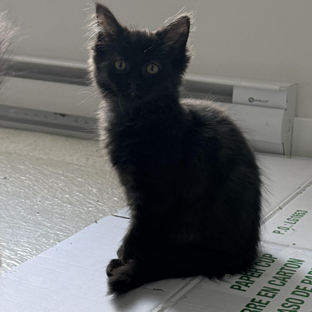 Asher, Adoptable, Kitten Male Domestic Medium Hair.