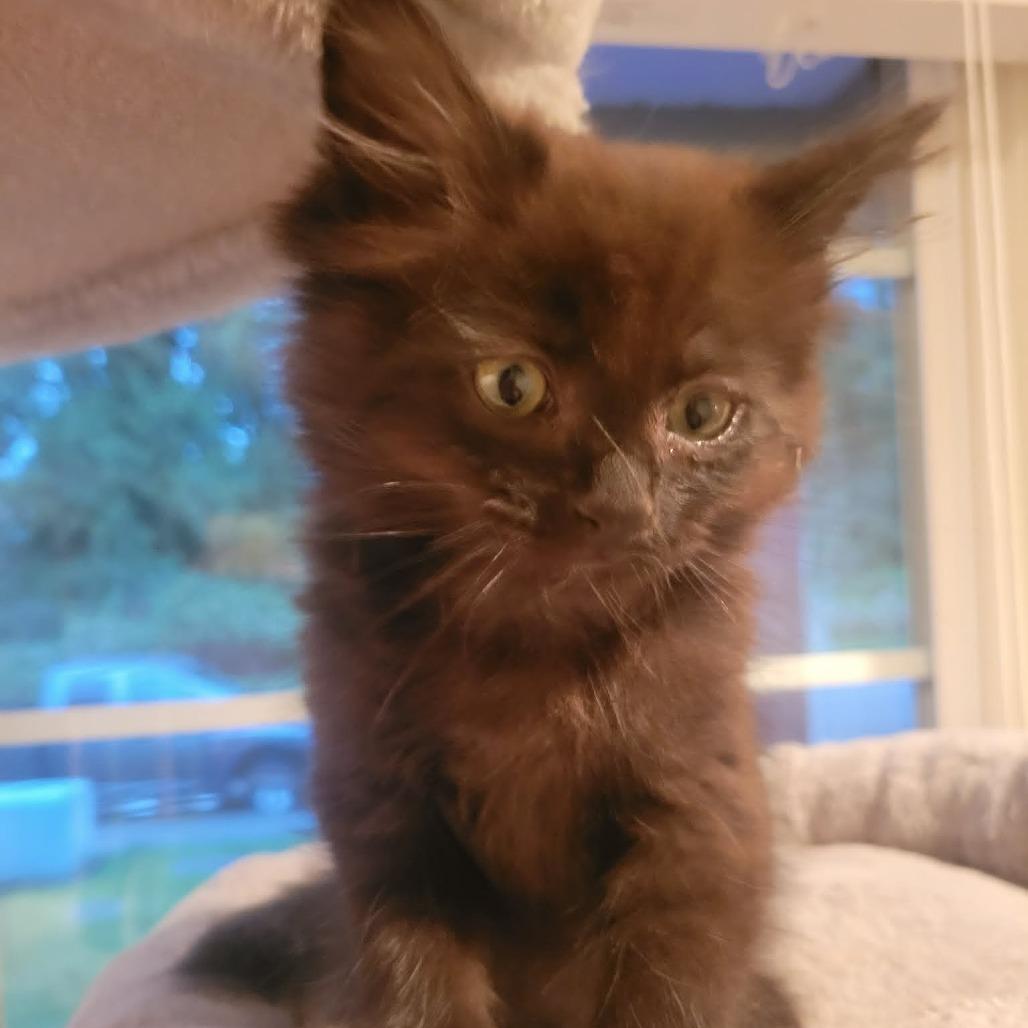 Enlarge Asher, a Adoptable Domestic Medium Hair in Abbotsford, BC image 2/5