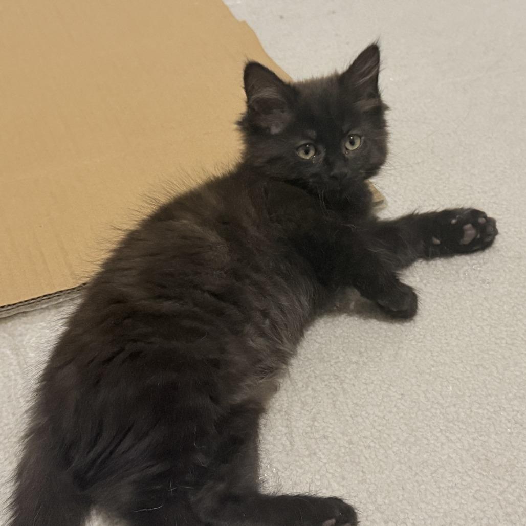 Enlarge Asher, a Adoptable Domestic Medium Hair in Abbotsford, BC image 3/5