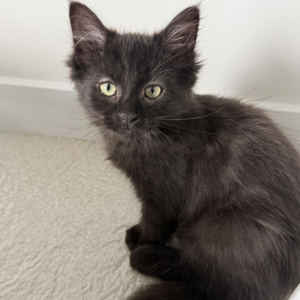 Enlarge Asher, a Adoptable Domestic Medium Hair in Abbotsford, BC image 4/5