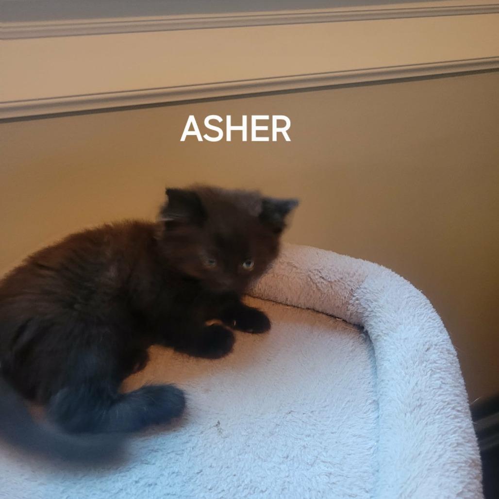 Enlarge Asher, a Adoptable Domestic Medium Hair in Abbotsford, BC image 5/5
