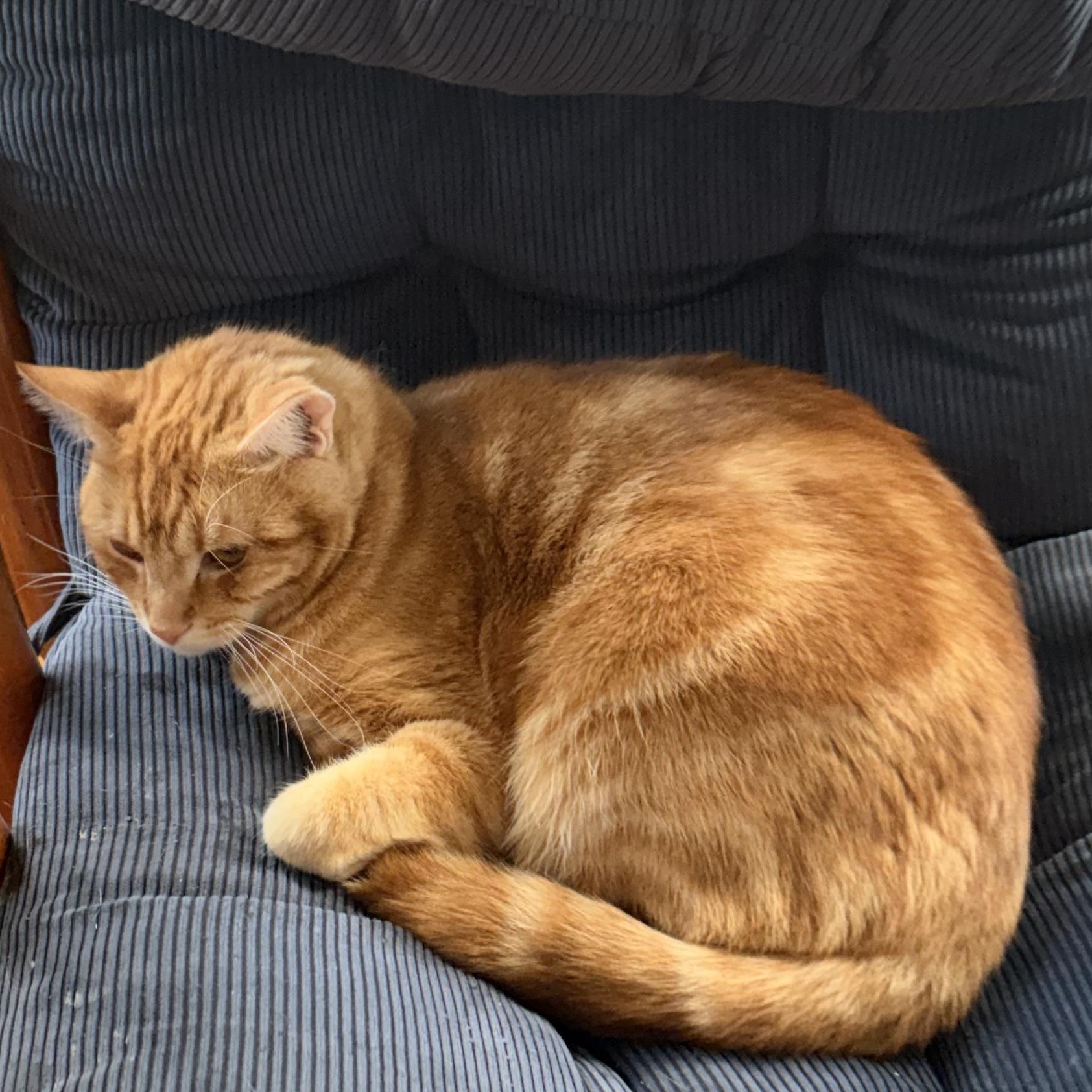 Hobbit, ADOPTABLE, Young Male Domestic Short Hair.