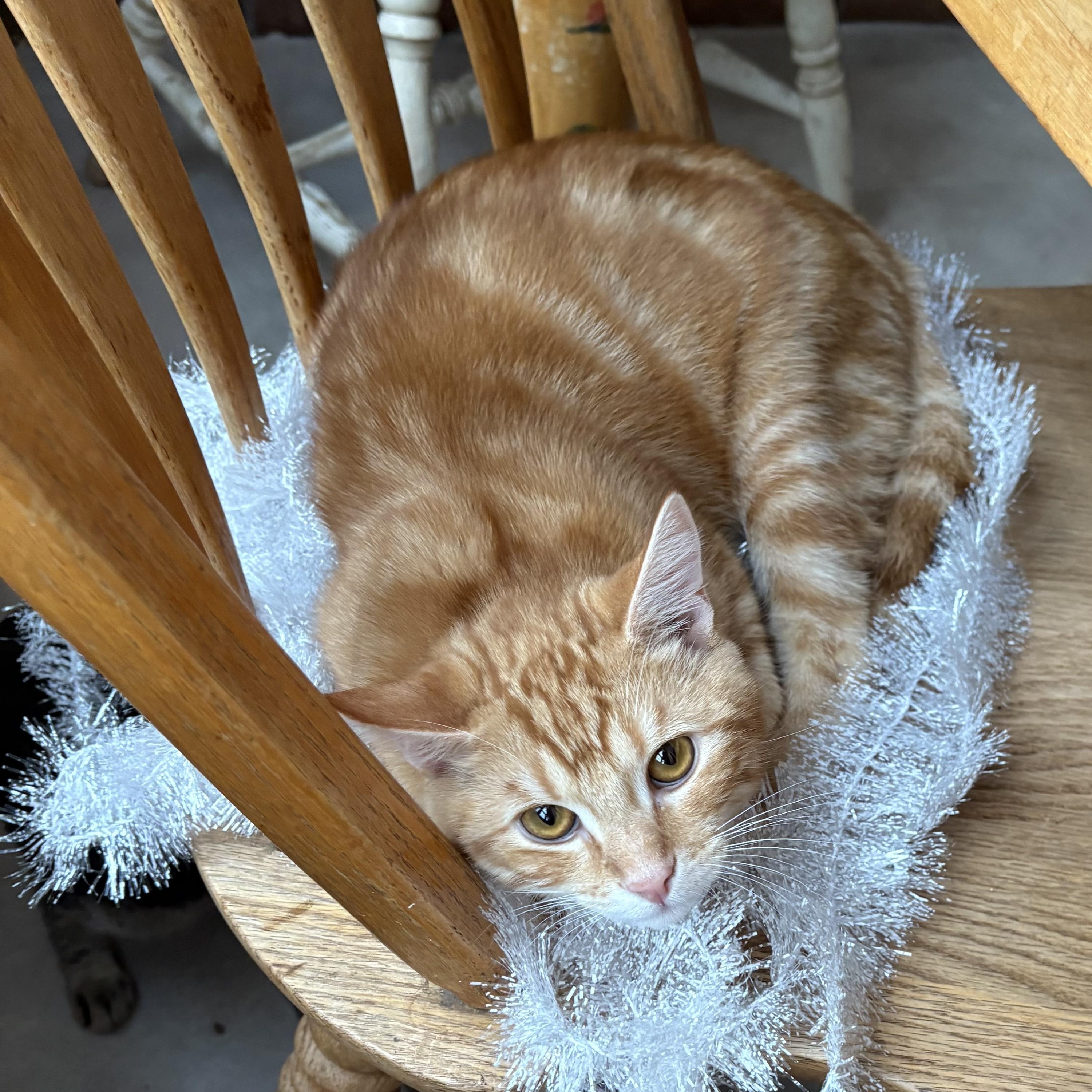 Enlarge Hobbit, a ADOPTABLE Domestic Short Hair in Portland, OR image 3/4