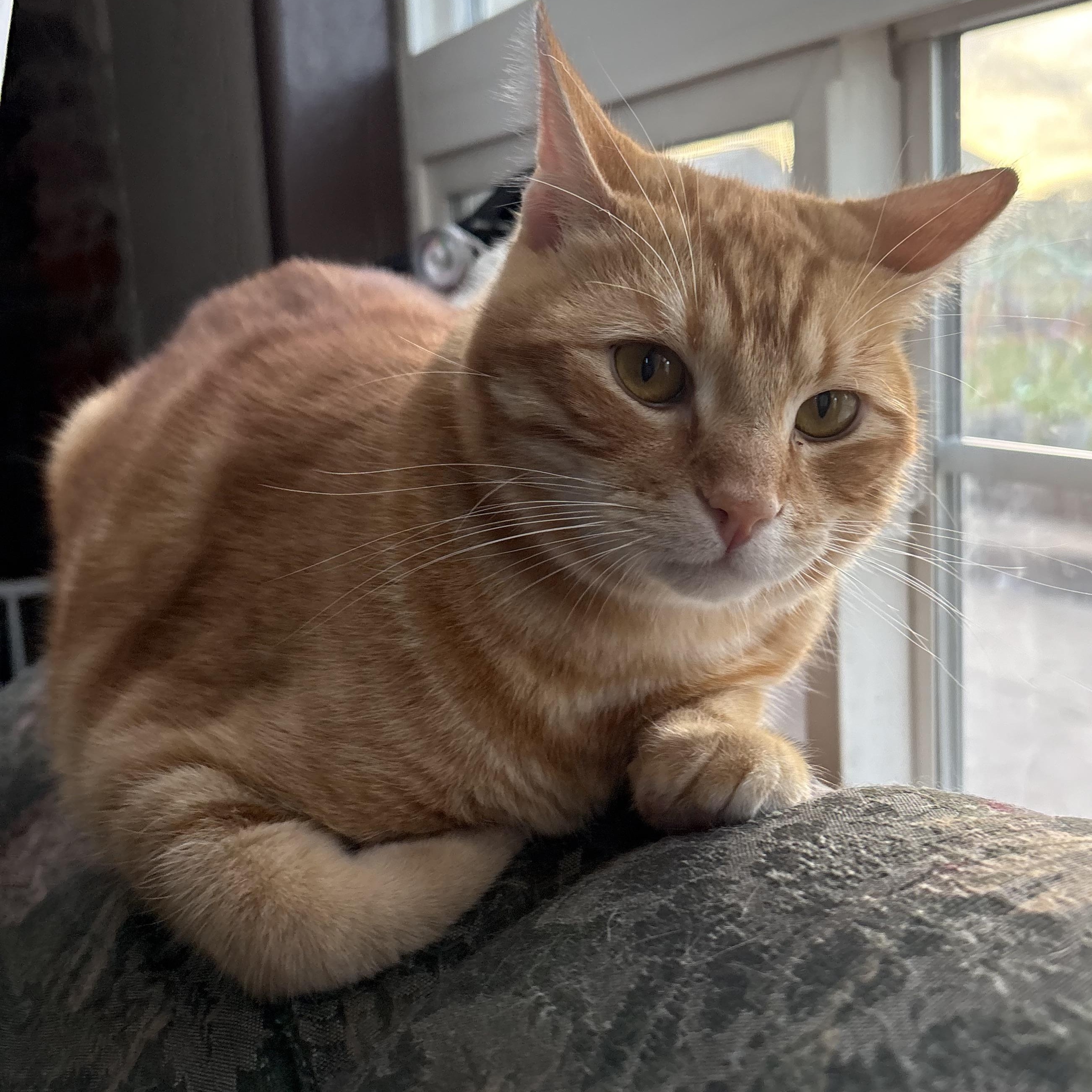 Enlarge Hobbit, a ADOPTABLE Domestic Short Hair in Portland, OR image 4/4