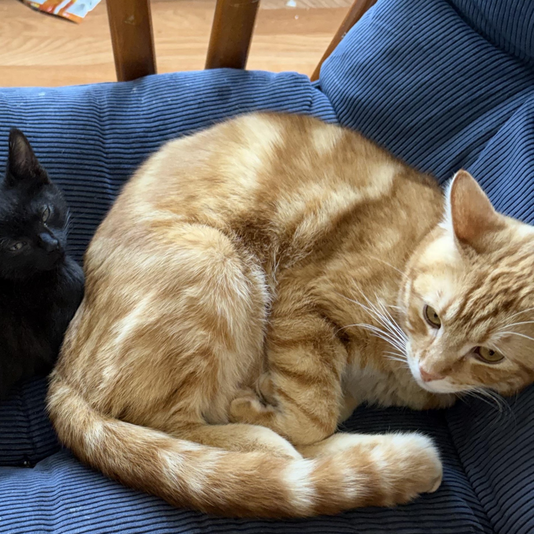 Enlarge Hobbit, a ADOPTABLE Domestic Short Hair in Portland, OR image 2/4