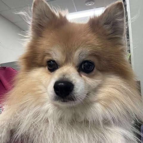 Enlarge Pommie, a Adoptable Pomeranian in Odessa, TX image 1/1