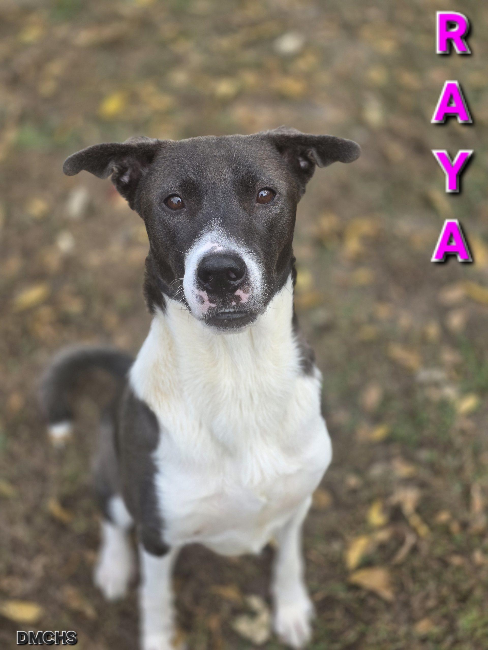 Enlarge Raya, a Adoptable mixed breed in Burlington, IA image 1/4