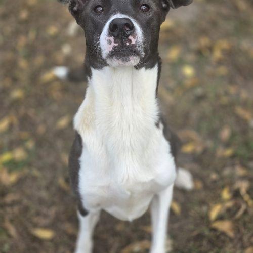 Enlarge Raya, a Adoptable mixed breed in Burlington, IA image 3/4