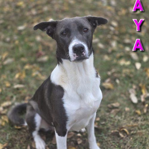 Enlarge Raya, a Adoptable mixed breed in Burlington, IA image 4/4