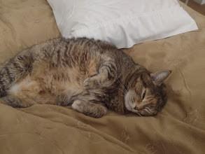 Princess Tuffy, ADOPTABLE, Adult Female Domestic Short Hair.