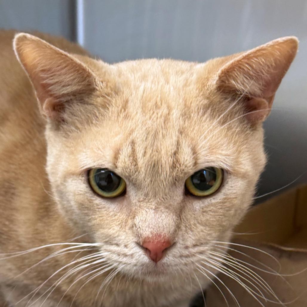 Marshmallow, Adoptable, Senior Male Domestic Short Hair.