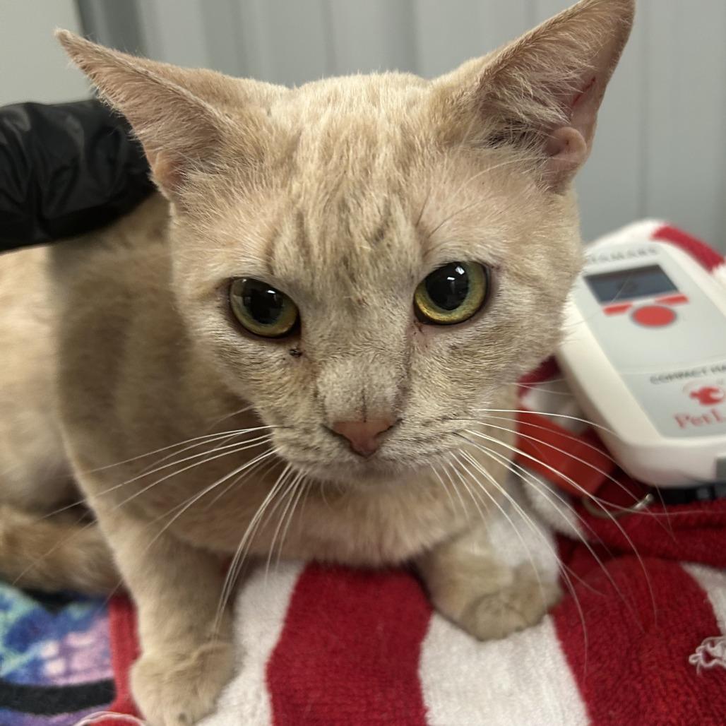 Enlarge Marshmallow, a Adoptable Domestic Short Hair in Emporia, KS image 2/5