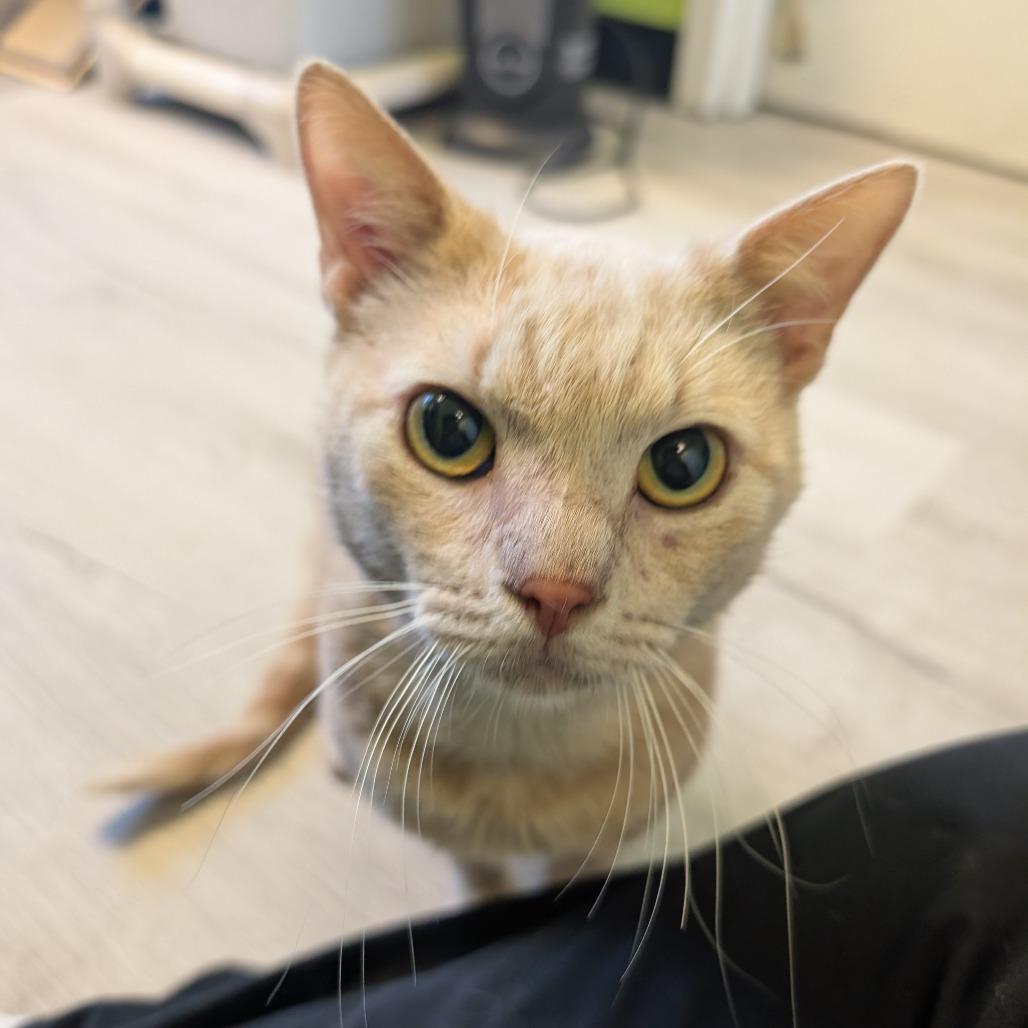 Enlarge Marshmallow, a Adoptable Domestic Short Hair in Emporia, KS image 3/5