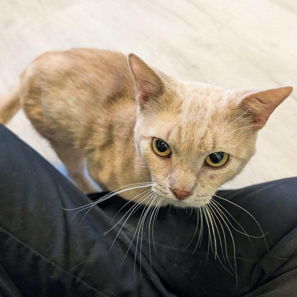 Enlarge Marshmallow, a Adoptable Domestic Short Hair in Emporia, KS image 4/5