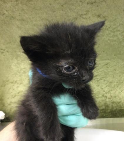 Enlarge TUCKER, a Adoptable Domestic Long Hair in Riverside, CA image 1/1