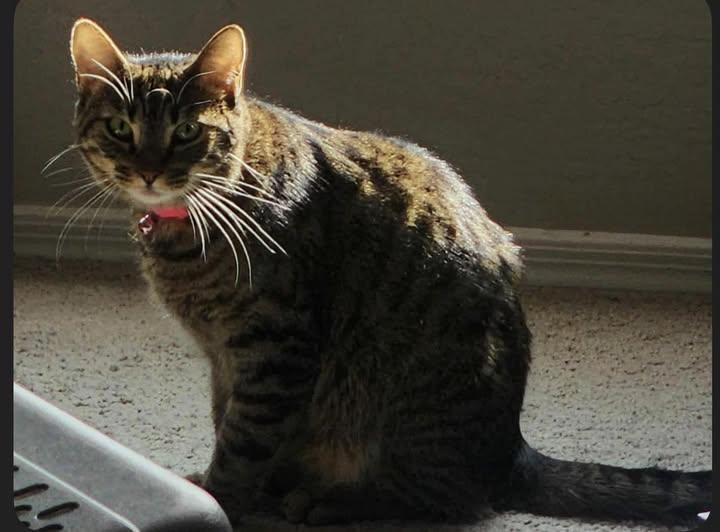 McSpicey, ADOPTABLE, Adult Female Domestic Short Hair.