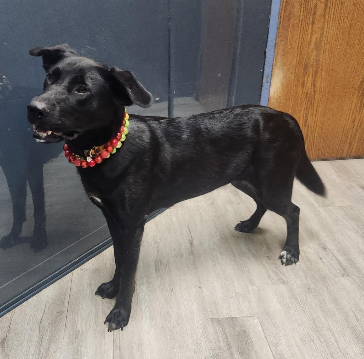 Enlarge Miss Kerfuffle, a Adopted mixed breed in Mansfield, OH image 3/4