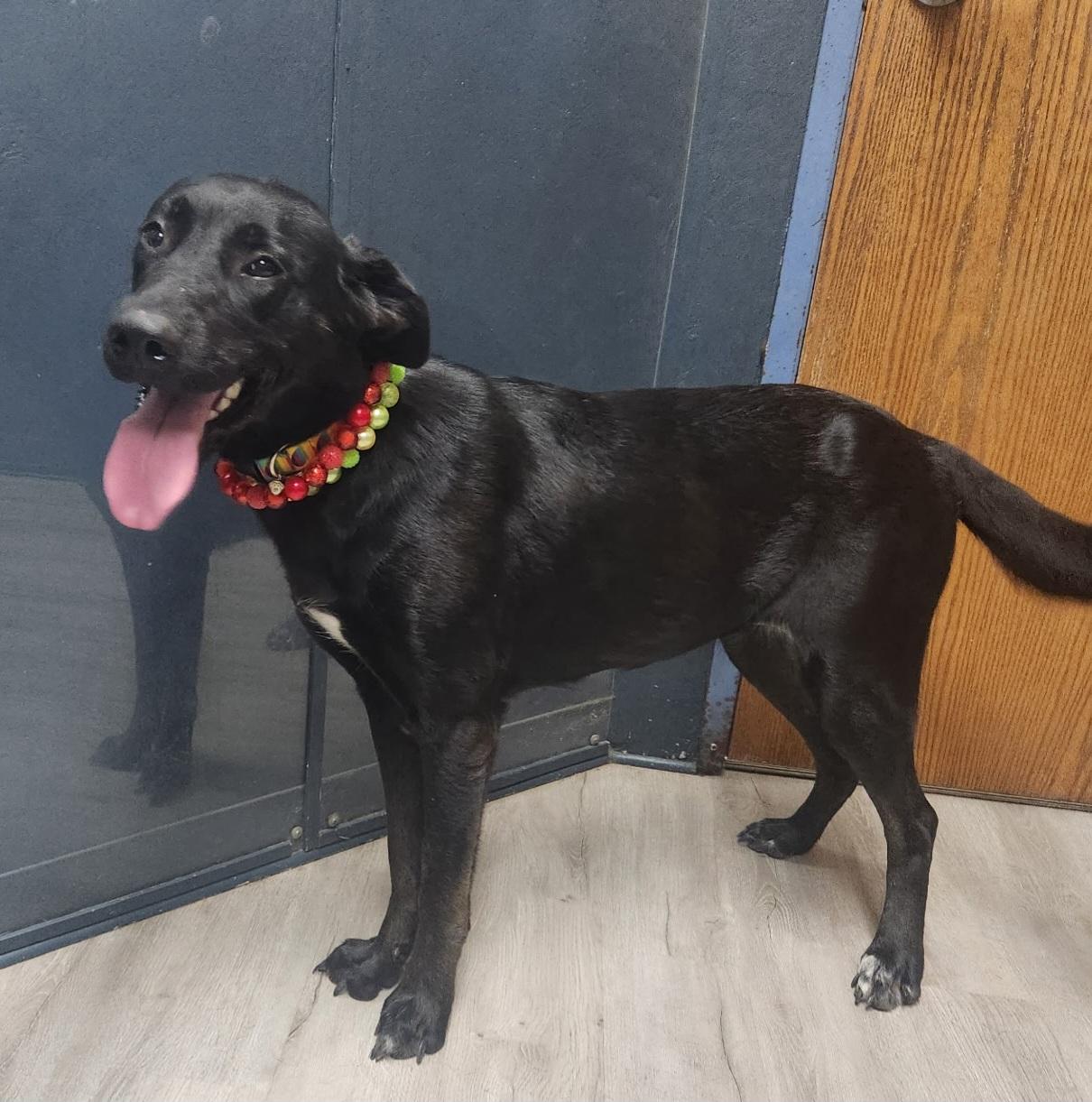 Miss Kerfuffle, Adopted, Young Female Black Labrador Retriever.