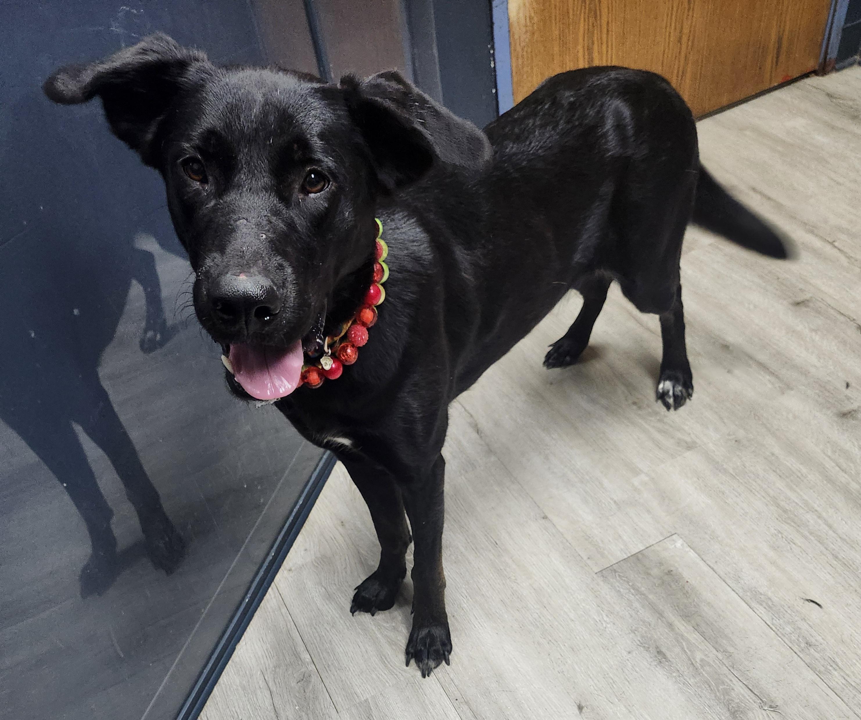Enlarge Miss Kerfuffle, a Adopted mixed breed in Mansfield, OH image 4/4