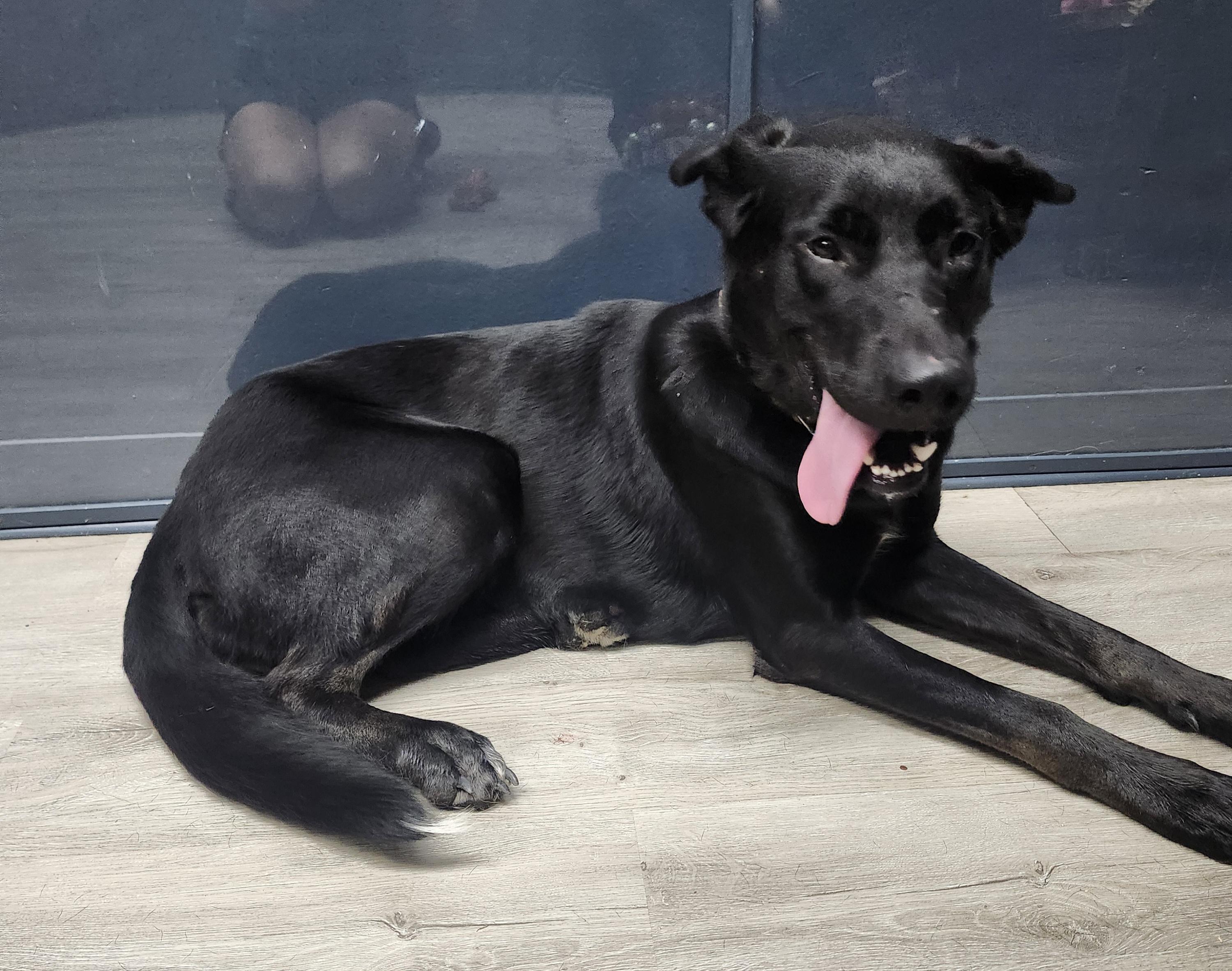 Enlarge Miss Kerfuffle, a Adopted mixed breed in Mansfield, OH image 2/4