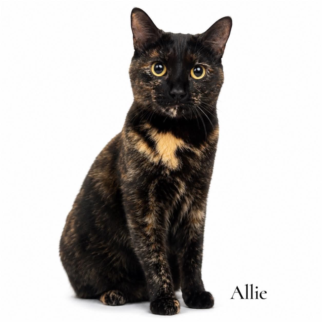 Enlarge Allie, a ADOPTABLE Domestic Short Hair in Stevensville, MI image 1/1