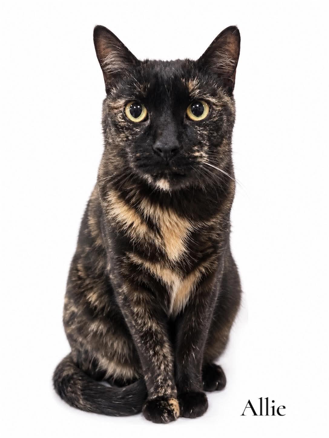 Enlarge Allie, a ADOPTABLE Domestic Short Hair in Stevensville, MI image 1/1