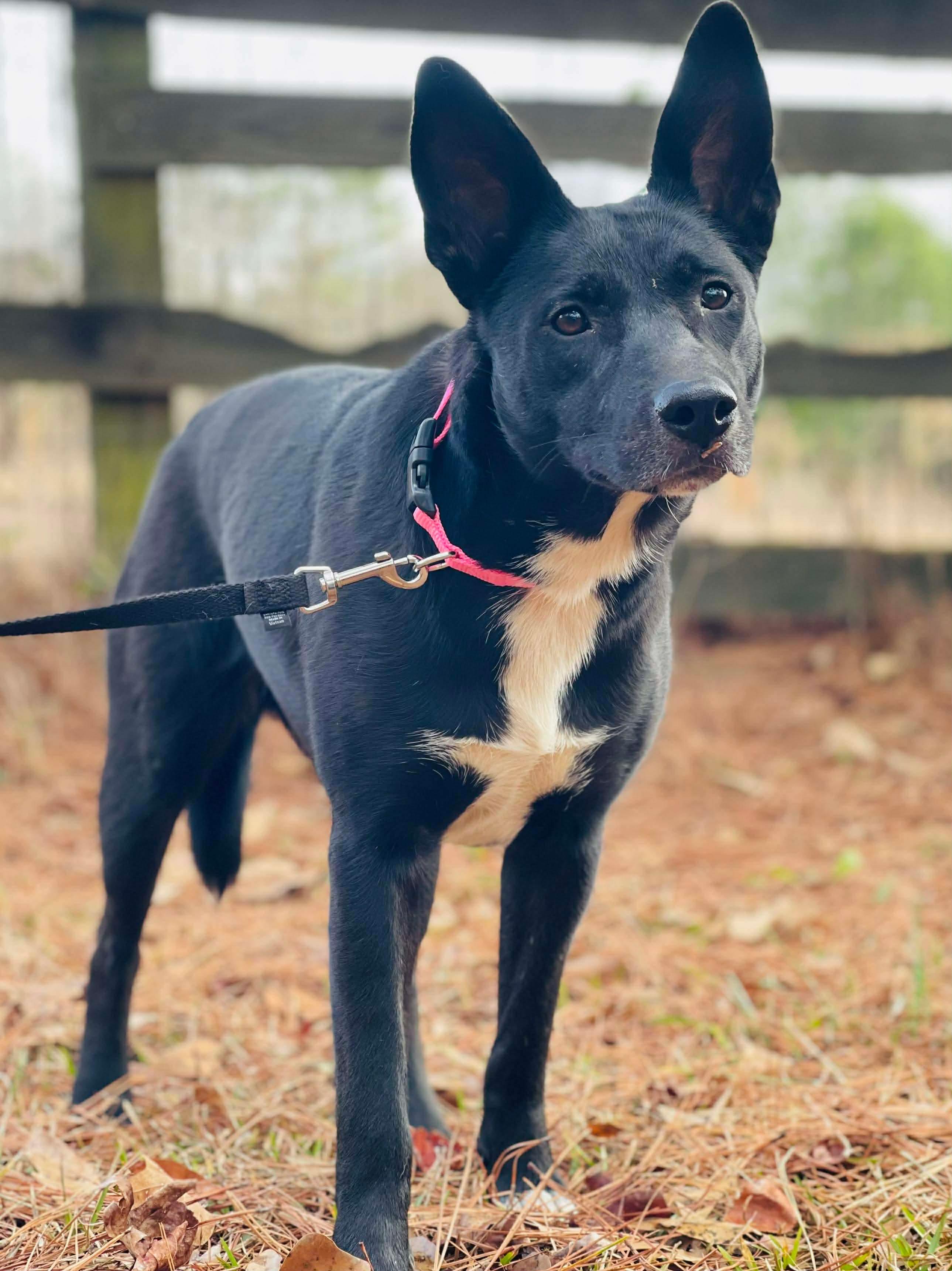 Cleo, a ADOPTABLE mixed breed in Powell, TN image 3/3
