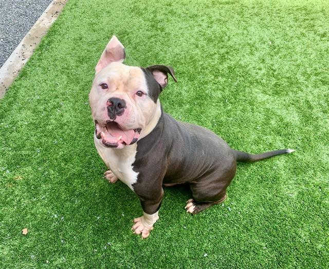 EDGAR, Adoptable, Adult Male Pit Bull Terrier.