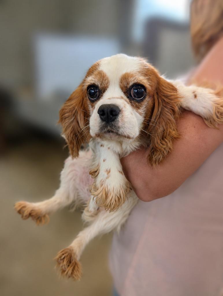 Enlarge Hattie, a Adoptable Cavalier King Charles Spaniel in Lima, OH image 1/1