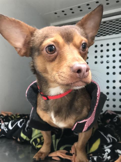 WALLACE, Adoptable, Adult Male Chihuahua & Mixed Breed.