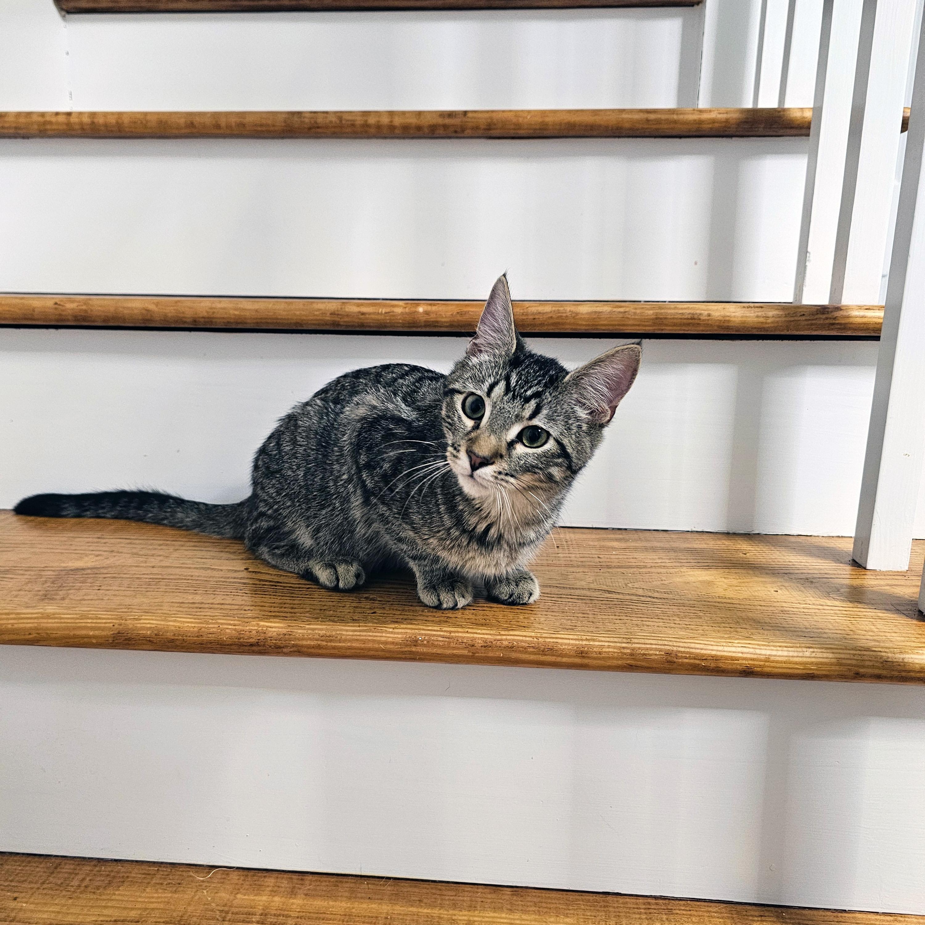 Enlarge Cassian, a ADOPTABLE Domestic Short Hair in Apex, NC image 6/6