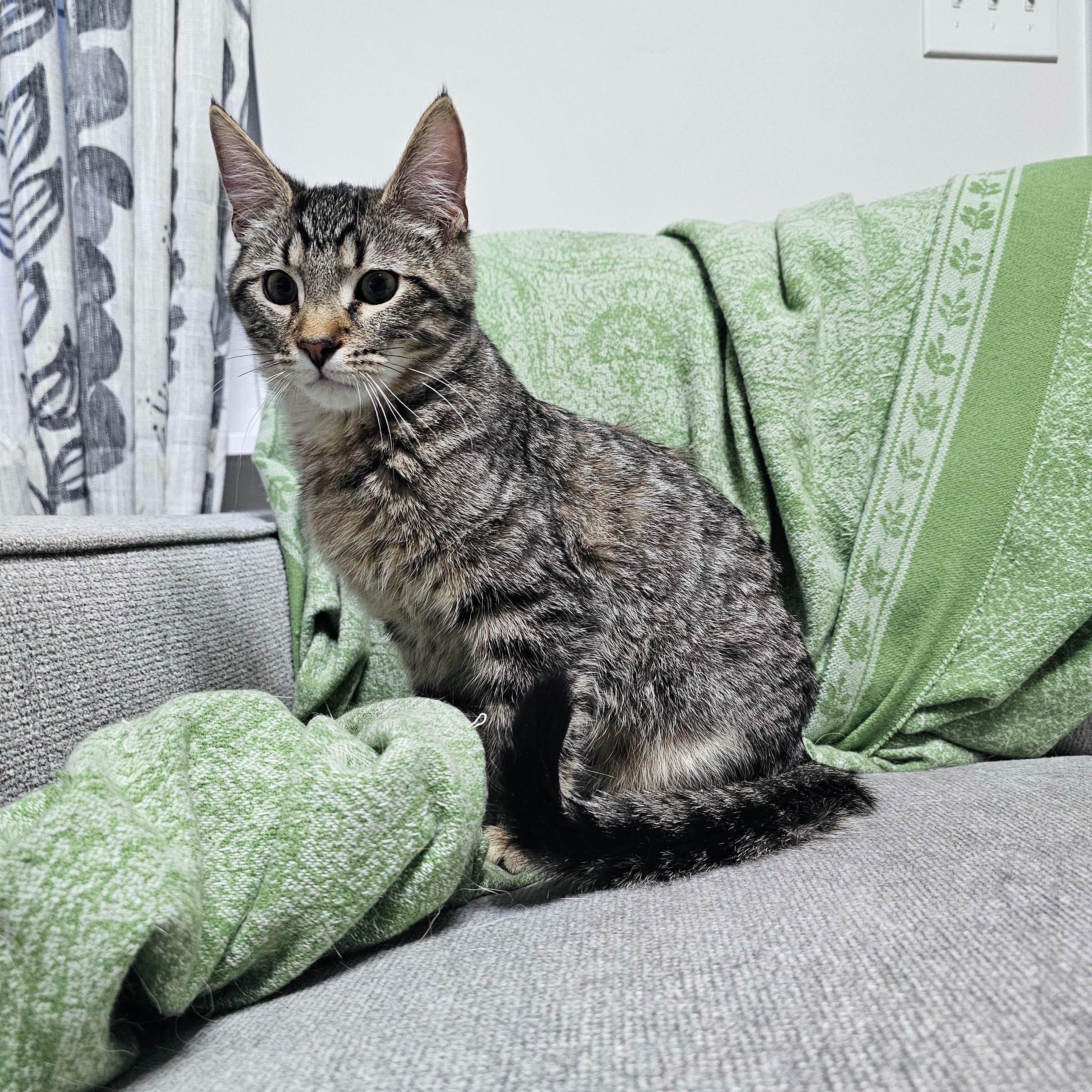 Enlarge Cassian, a ADOPTABLE Domestic Short Hair in Apex, NC image 4/6