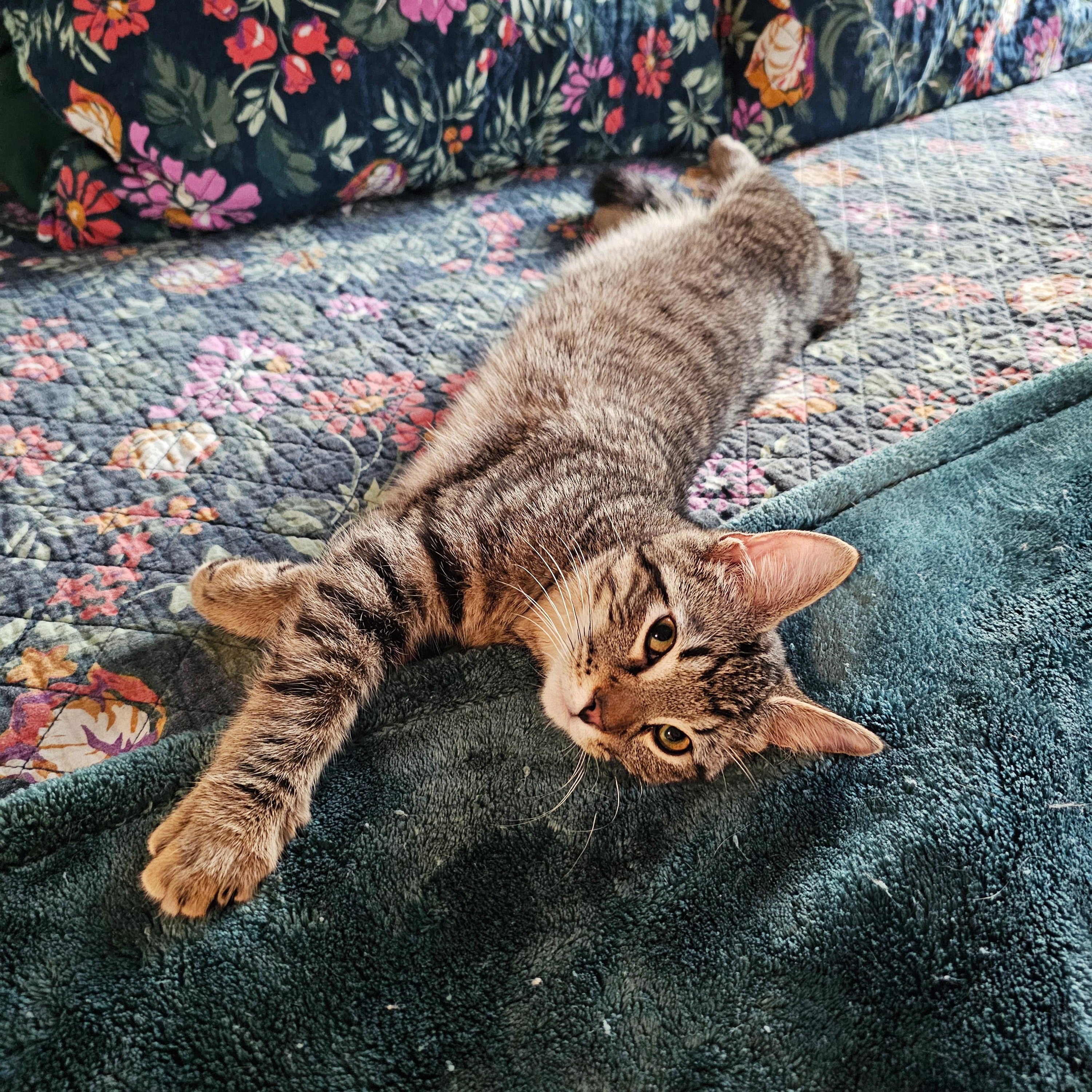 Enlarge Cassian, a ADOPTABLE Domestic Short Hair in Apex, NC image 5/6