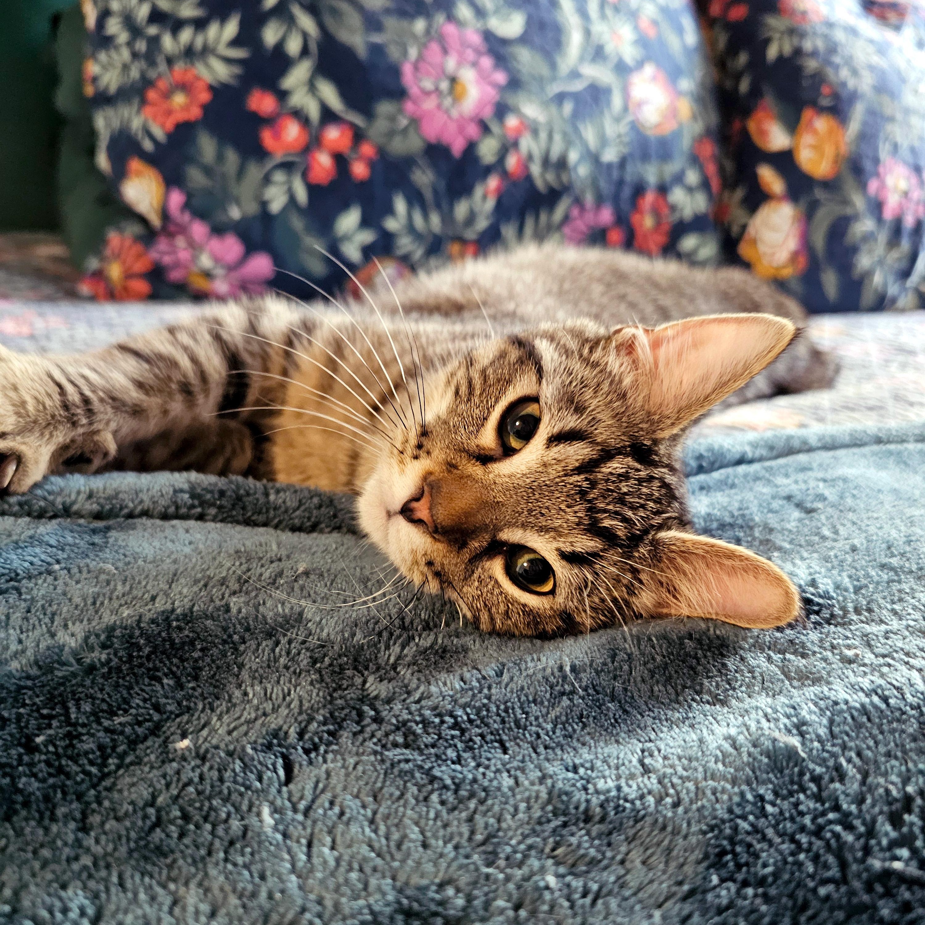 Enlarge Cassian, a ADOPTABLE Domestic Short Hair in Apex, NC image 1/6