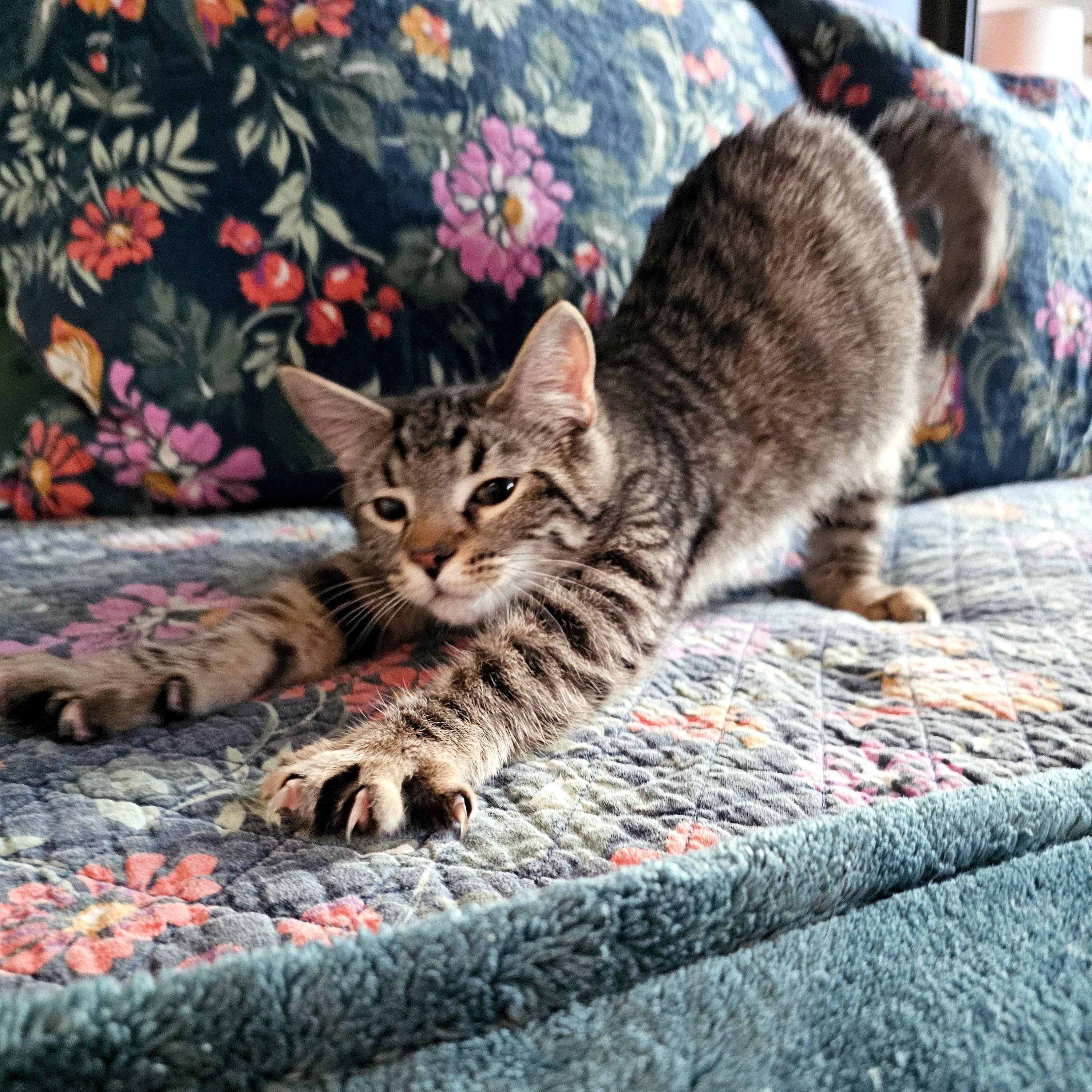 Enlarge Cassian, a ADOPTABLE Domestic Short Hair in Apex, NC image 3/6
