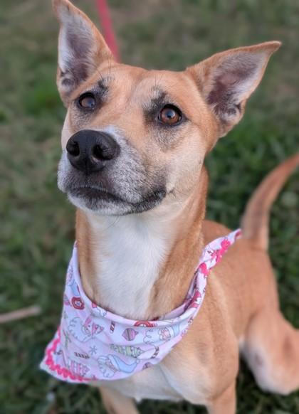 Kaylee Ann, Adoptable, Adult Female Black Mouth Cur & Siberian Husky.