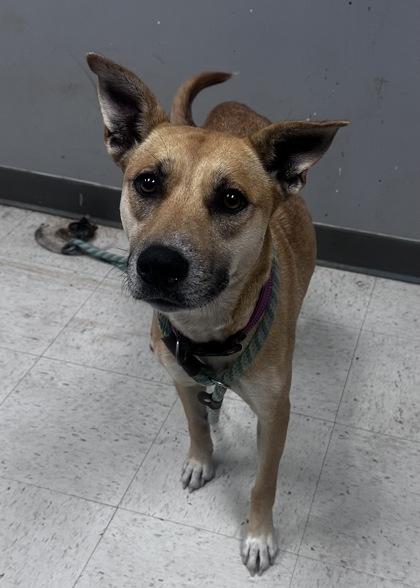 Kaylee Ann, Adoptable, Adult Female Black Mouth Cur & Siberian Husky.