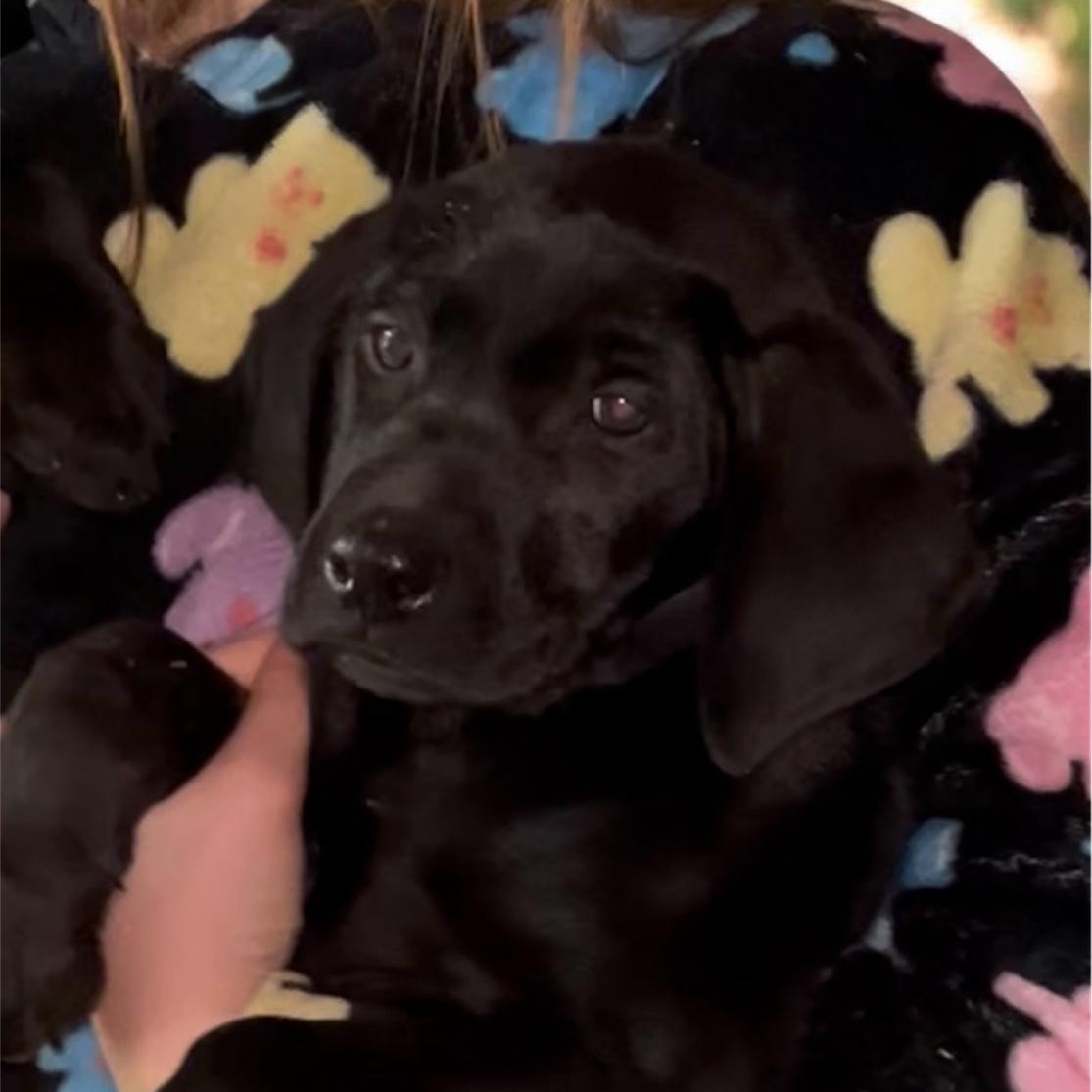 RENO, a Adoptable mixed breed in Yuba city, CA image 3/3