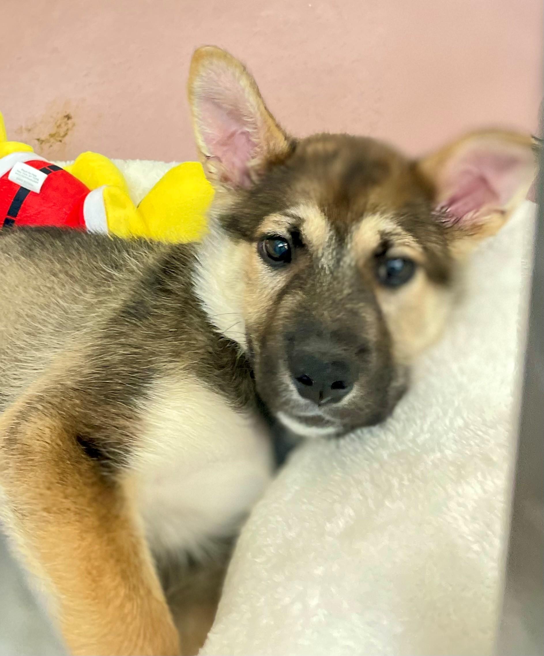 Enlarge Scout, an adoptable mixed breed in Hamilton, ON image 2/6