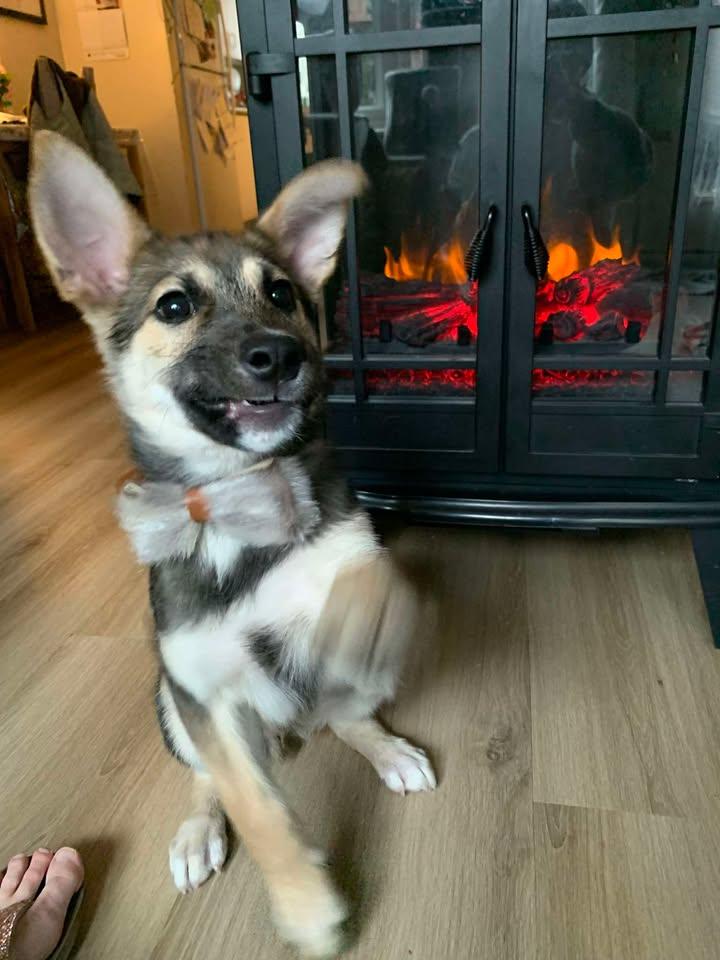 Enlarge Scout, an adoptable mixed breed in Hamilton, ON image 1/6