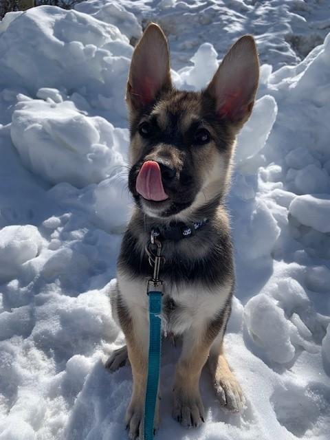 Enlarge Scout, an adoptable mixed breed in Hamilton, ON image 1/6