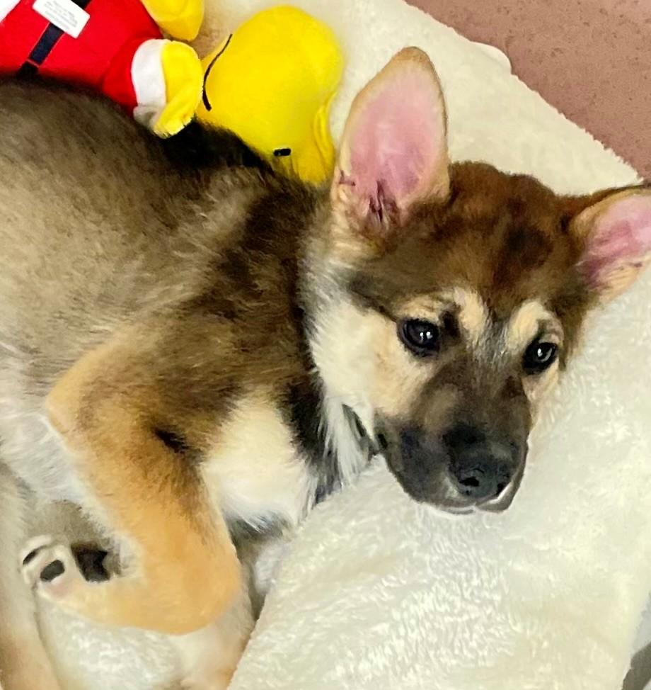 Enlarge Scout, an adoptable mixed breed in Hamilton, ON image 3/6