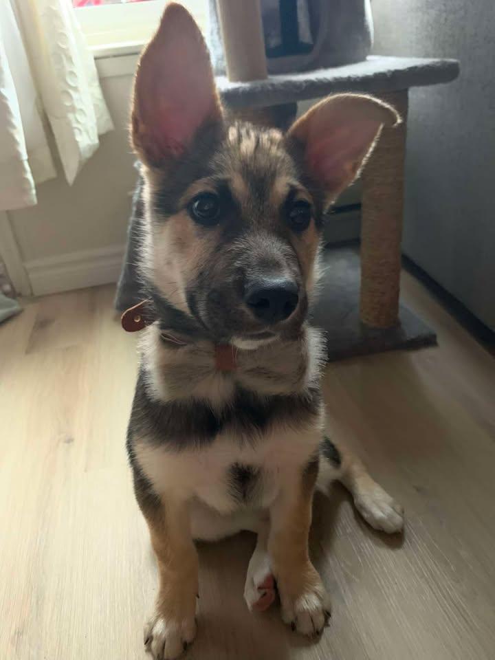 Enlarge Scout, an adoptable mixed breed in Hamilton, ON image 5/6