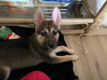 Enlarge Scout, an adoptable mixed breed in Hamilton, ON image 6/6