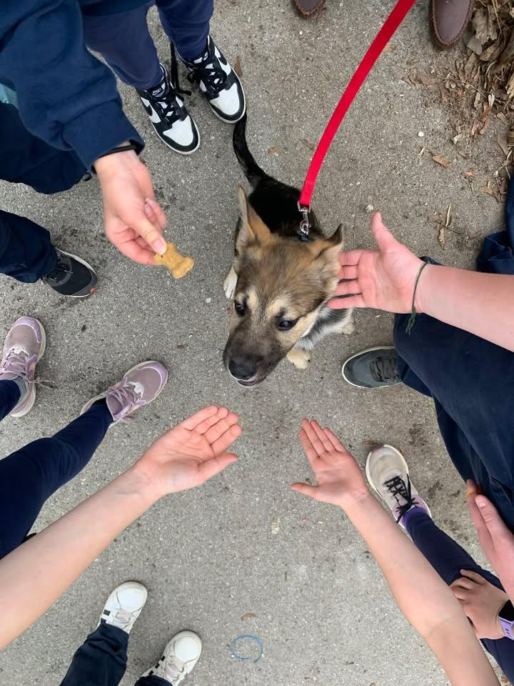 Enlarge Scout, an adoptable mixed breed in Hamilton, ON image 6/6