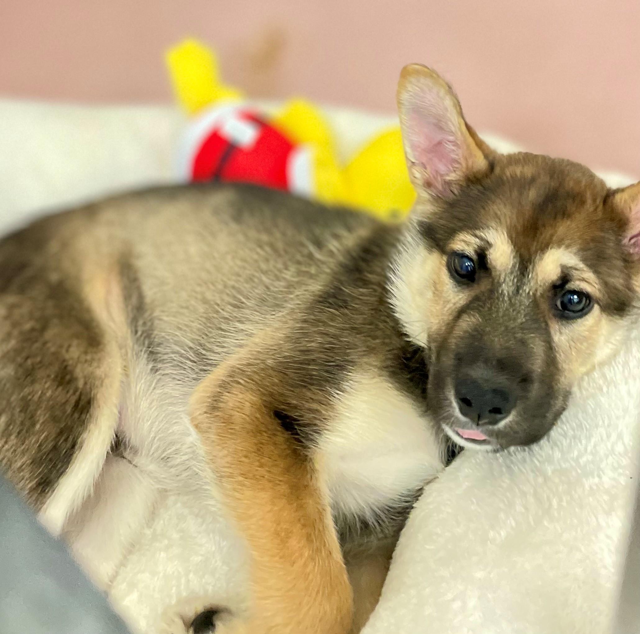 Enlarge Scout, an adoptable mixed breed in Hamilton, ON image 4/6