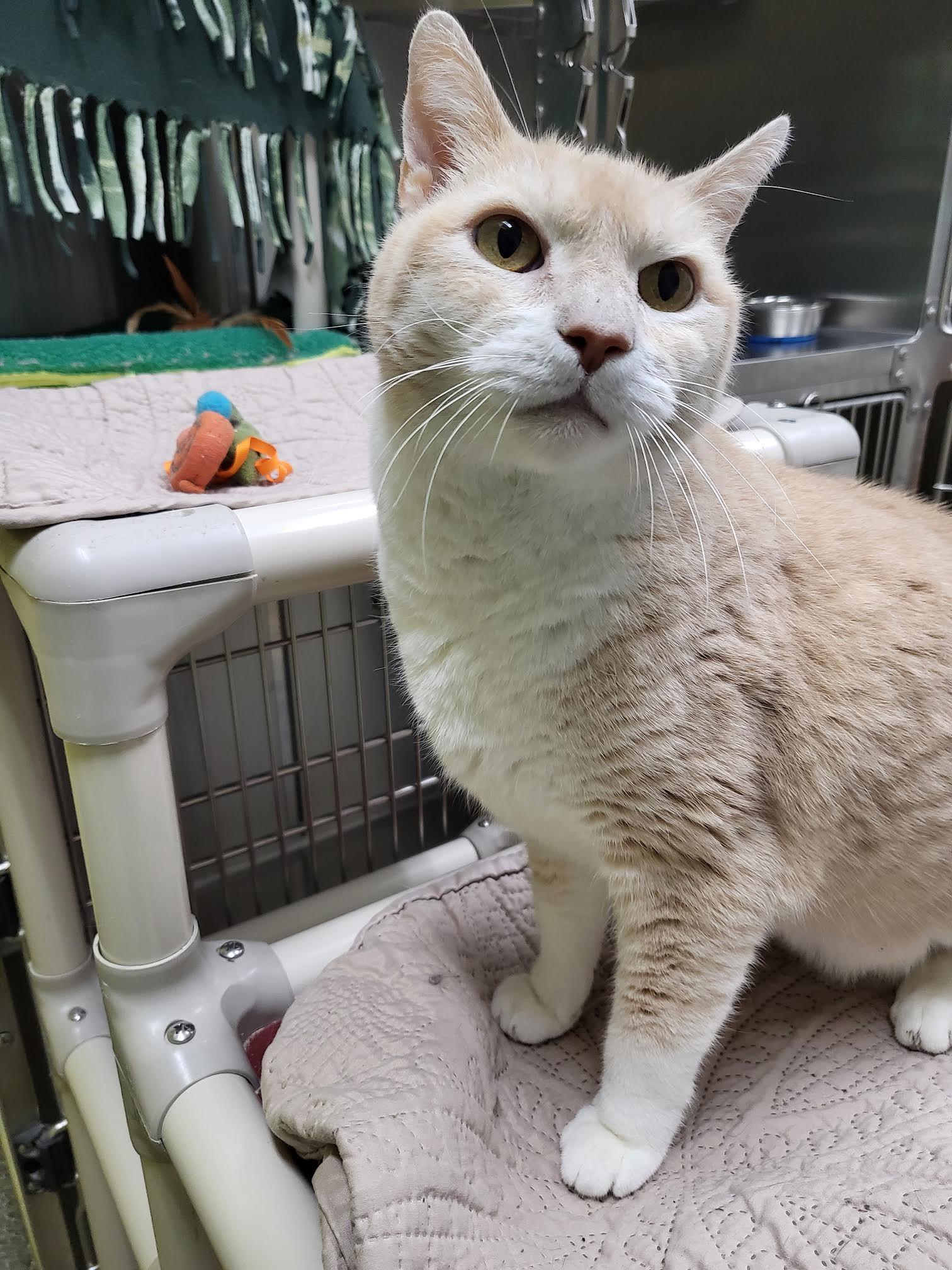 Hunter, an adoptable Domestic Short Hair in Homer, AK image 1/5